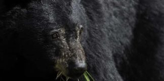 What Do Black Bears Eat? (Complete Diet)
