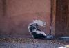 What Do Skunks Eat and How Do They Find Food