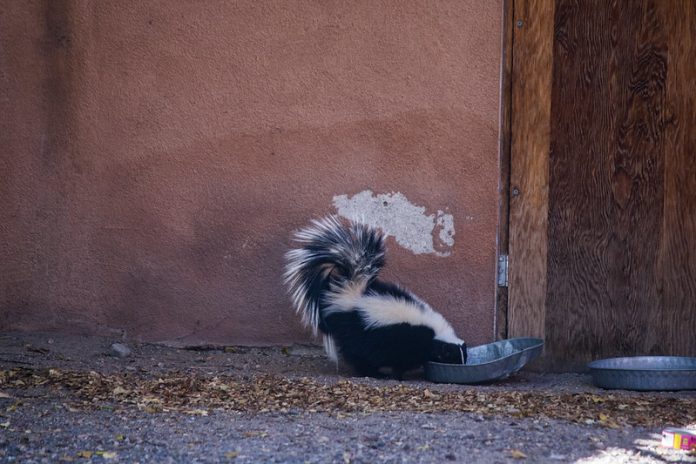 What Do Skunks Eat and How Do They Find Food