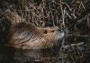 do beavers make good pets