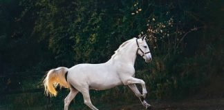 15 White Horse Breeds | With Prices and Facts