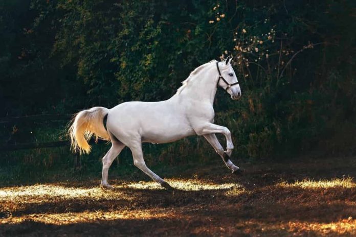 15 White Horse Breeds | With Prices and Facts