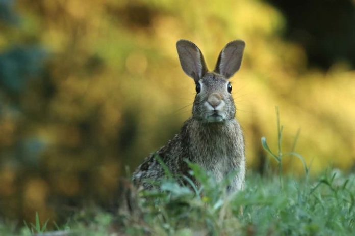 What Animals Eat Rabbits