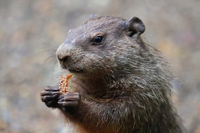 What Do Groundhogs Eat