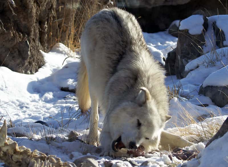 What do Wolves Eat? and How Much Do They Eat?
