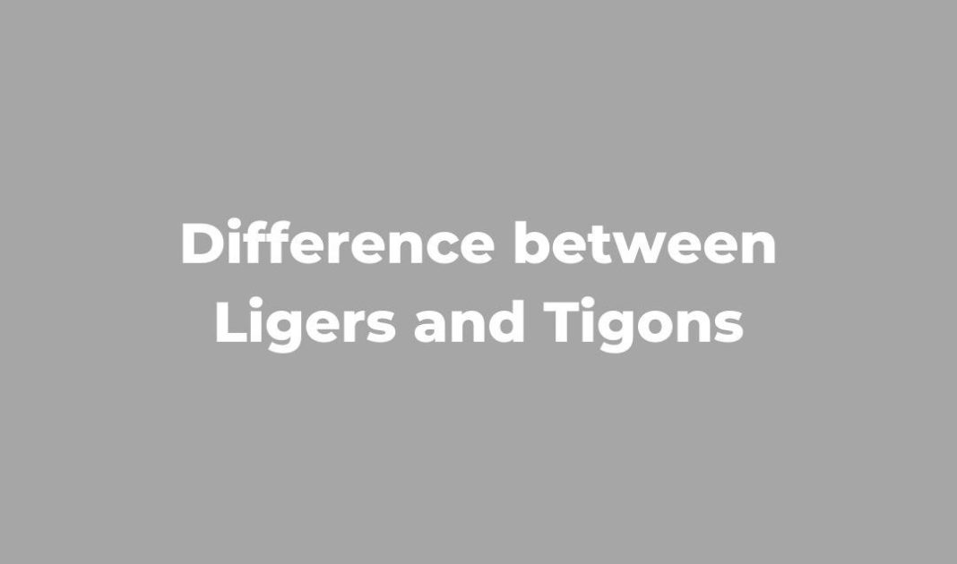 Difference between Ligers and Tigons