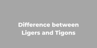 Difference between Ligers and Tigons