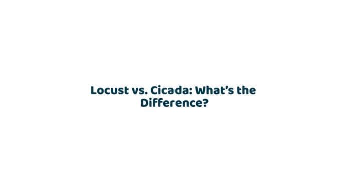 Locust vs. Cicada: What’s the Difference?