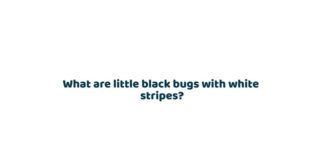 What are little black bugs with white stripes?