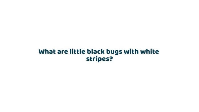 What are little black bugs with white stripes?