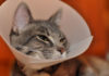How To Keep A Cone On A Cat?