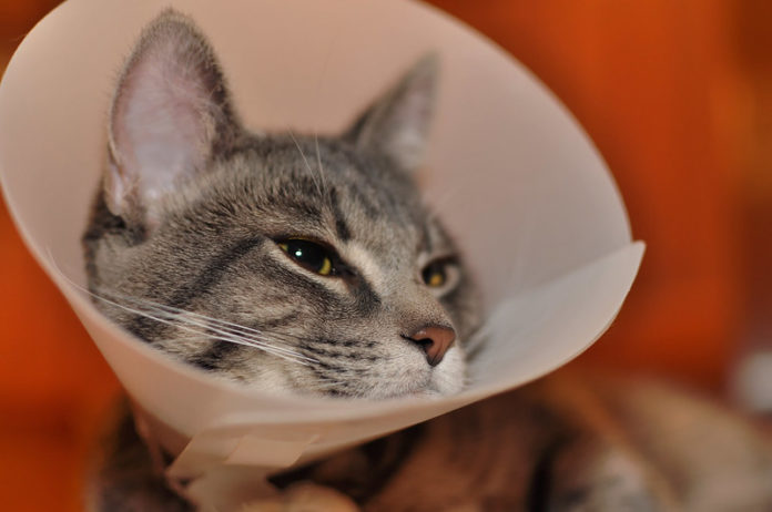 How To Keep A Cone On A Cat?