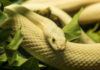 Everything About (White and Yellow Snake) Albino Granite Burmese Pythons