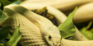 Everything About (White and Yellow Snake) Albino Granite Burmese Pythons