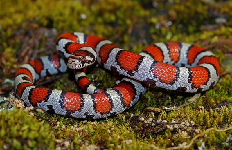 How To Identify Black and Red Banded Snakes?