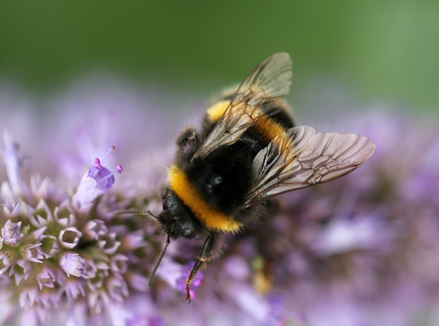 What Kinds of Bees Live in the Ground?